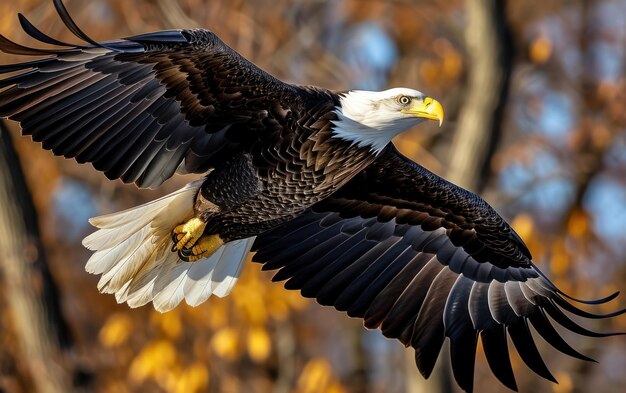 Uma foto de uma águia com uma envergadura poderosa.