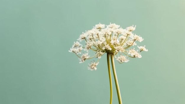 Foto uma foto de uma flor com as palavras 