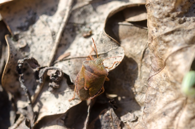 Uma foto do close up do pequeno inseto na floresta