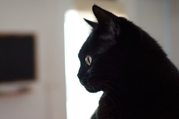 Uma foto em close de um lindo gato preto com olhos verdes desfocado