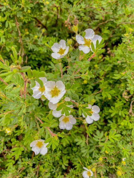 Uma foto em close-up das flores brancas em floração de uma planta cinquefoil