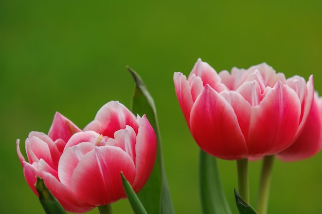 uma foto em preto e branco de uma tulipa com as palavras tulipas na parte inferior