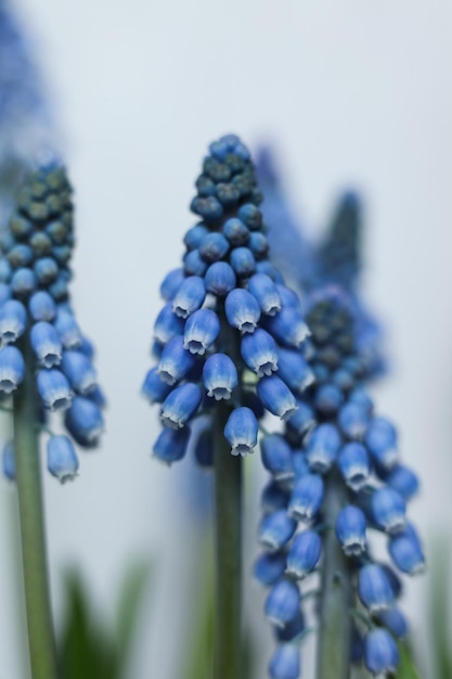 uma foto macro de flores de jacinto de uva azuis com caules verdes