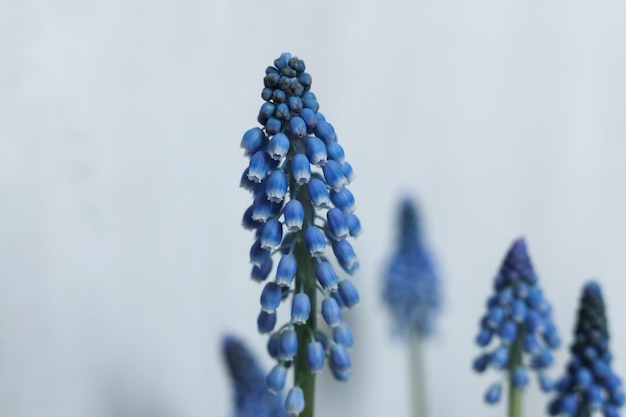 uma foto macro de flores de jacinto de uva azuis com caules verdes