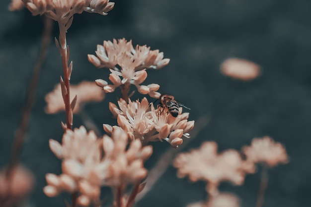 Uma foto macro de uma abelha sentada em uma flor