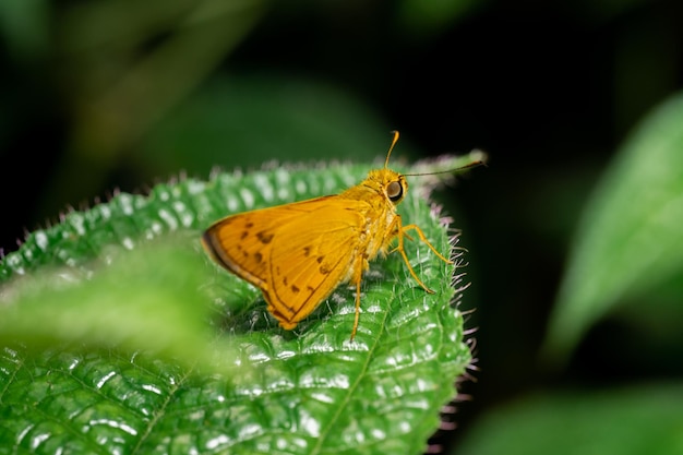 Uma foto macro de uma borboleta empoleirada em uma folha