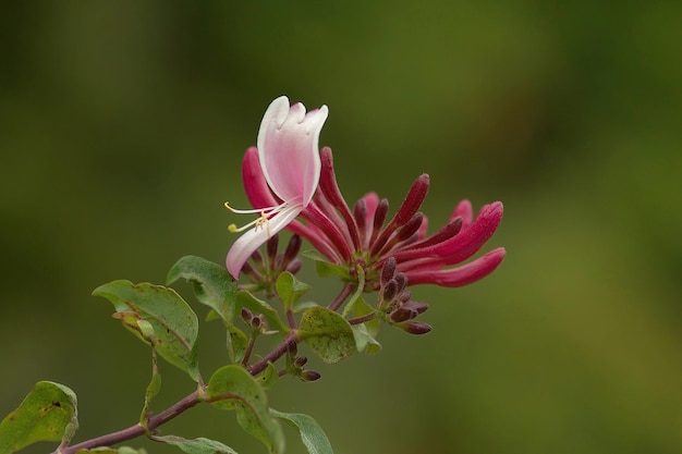 Foto uma foto macro de uma flor de madressilva