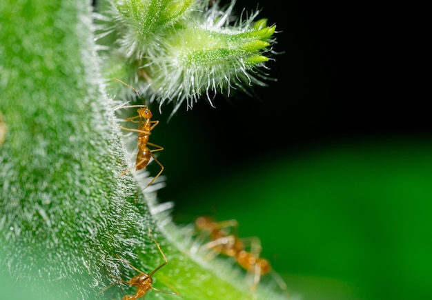 Uma foto macro do animal formiga vermelha