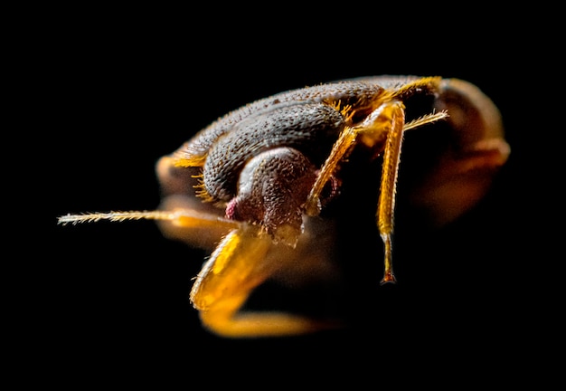 Uma foto macro extrema de percevejos