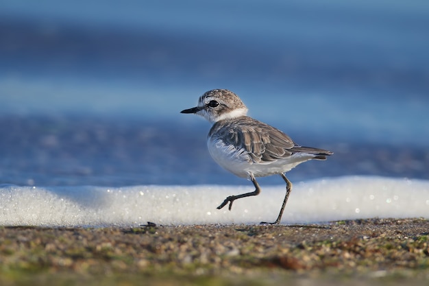 Uma foto muito próxima de uma tarambola de Kent (Charadrius alexandrinus) em plumagem de inverno foi tirada na espuma contra o fundo da água azul do estuário