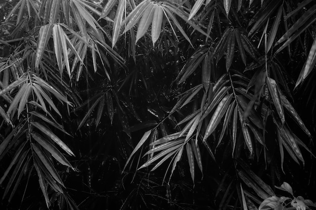Uma foto preto e branco de uma árvore de bambu