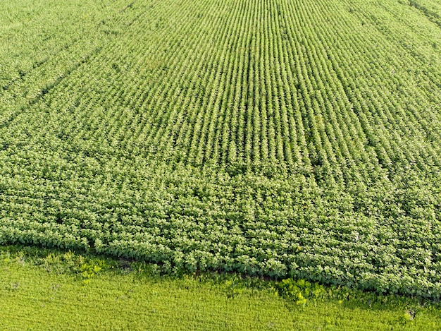 Uma foto tirada de uma visão panorâmica. Vista do topo. Uma grande plantação de fazenda com uma cultura crescente. Campos rurais completamente verdes. Antecedentes agronômicos. O conceito de aldeia.