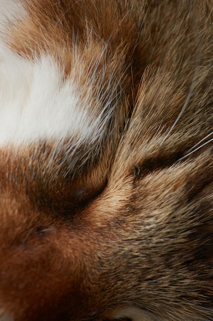 Uma foto vertical de um gato fofo com os olhos fechados