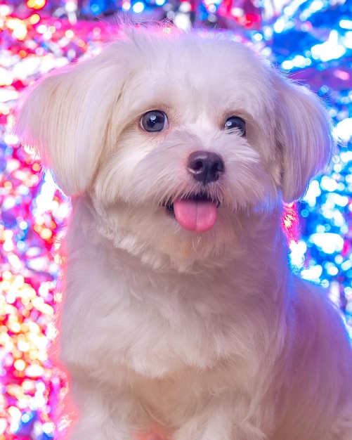 Foto uma fotografia de estúdio de ensaio fotográfico de cão branco maltês feminino com conceito e fundo colorido brilhante