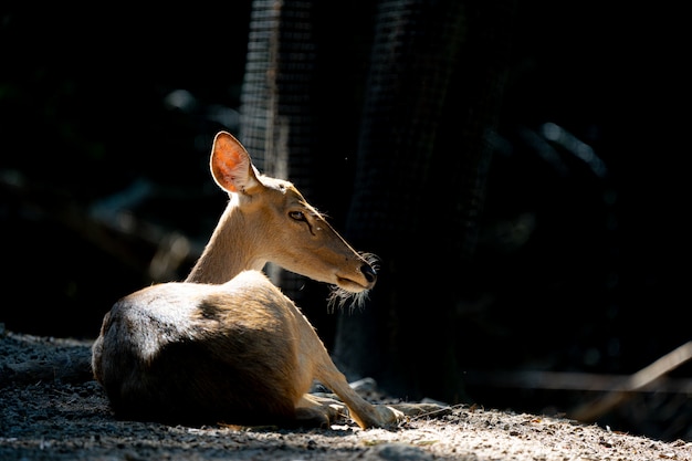 Uma fotografia de um cervo em um zoológico