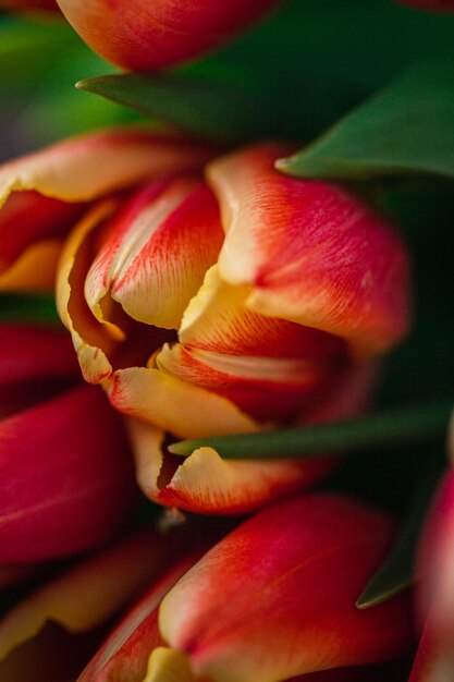 Uma fotografia macro de tulipas encontra-se em um fundo de madeira marrom