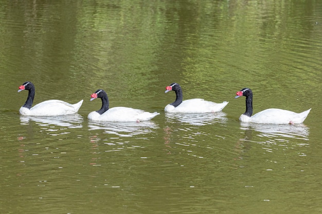 Uma frota de patos brancos nadando em linha reta no lago verde.