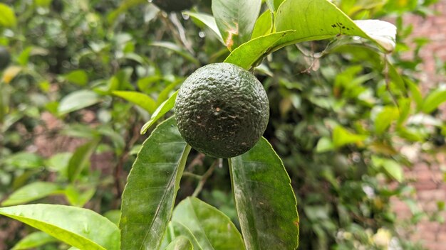 Uma fruta laranja verde está pendurada em um galho em uma floresta.