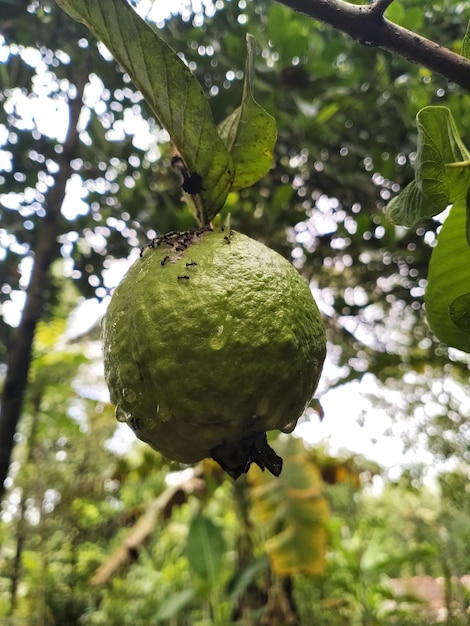 Uma fruta verde e formiga