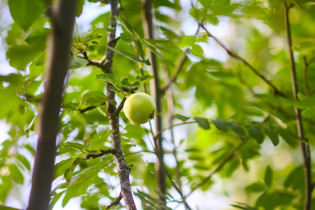 Uma fruta verde está em um galho de árvore.