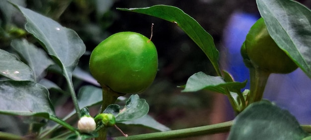 Uma fruta verde está em um galho