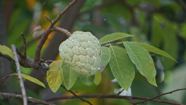 Foto uma fruta verde que está crescendo em uma árvore