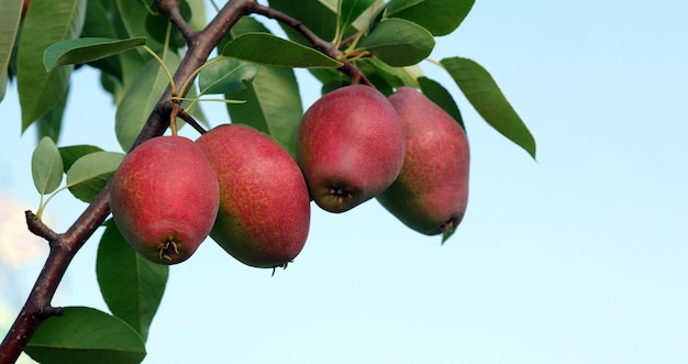 uma fruta vermelha em um galho de árvore com folhas verdes.