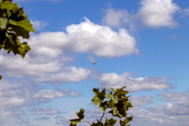 Uma gaivota branca enquanto voava no céu