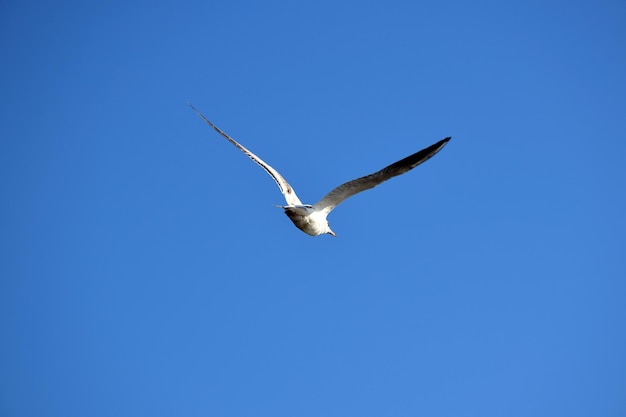 Uma gaivota com asas abertas voa contra o céu azul Vista traseira