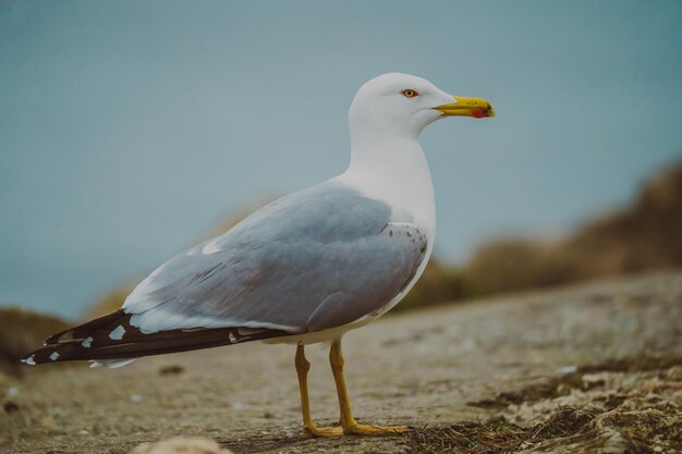 Uma gaivota com um olho amarelo senta-se em uma rocha.