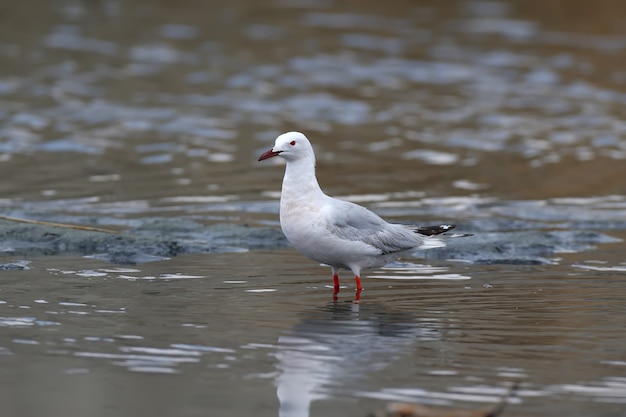 Uma gaivota-de-bico-fino adulta (chroicocephalus genei) está na água