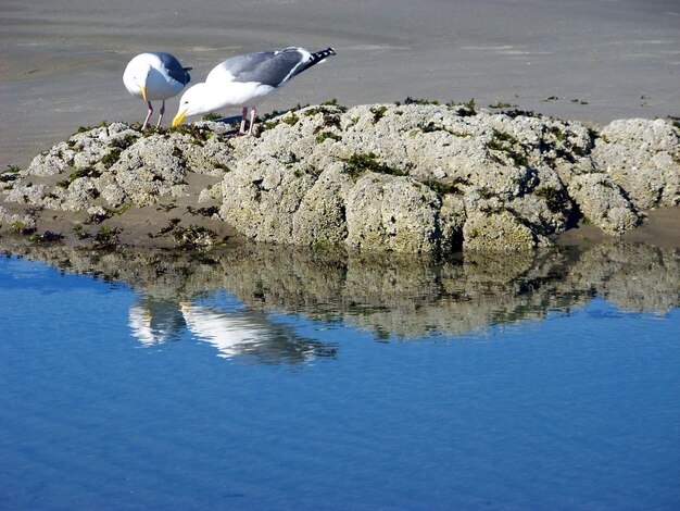 Foto uma gaivota está de pé sobre uma rocha e olhando para seu reflexo.
