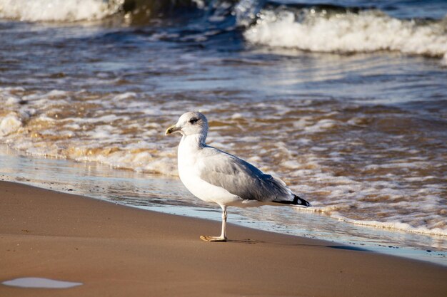 Uma gaivota está parada na praia