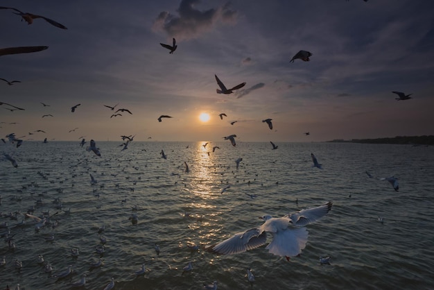 Uma gaivota está voando entre seu rebanho em um mar pôr do sol