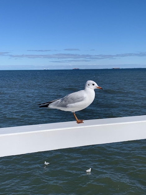 uma gaivota gaivota pássaro branco