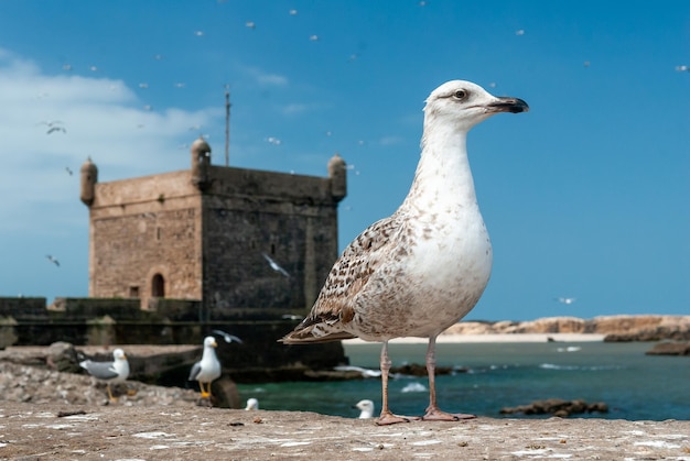 Uma gaivota jovem fica na parede das fortificações da cidade de Essaouira em Marrocos