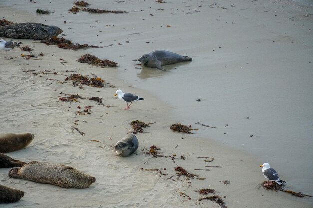 Uma gaivota na areia