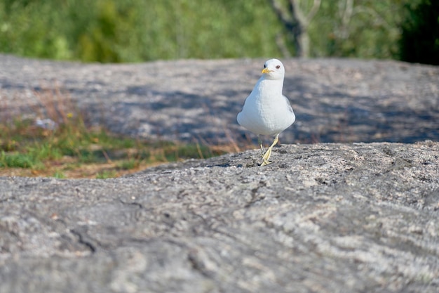 Uma gaivota perto de uma pedra de granito ao sol
