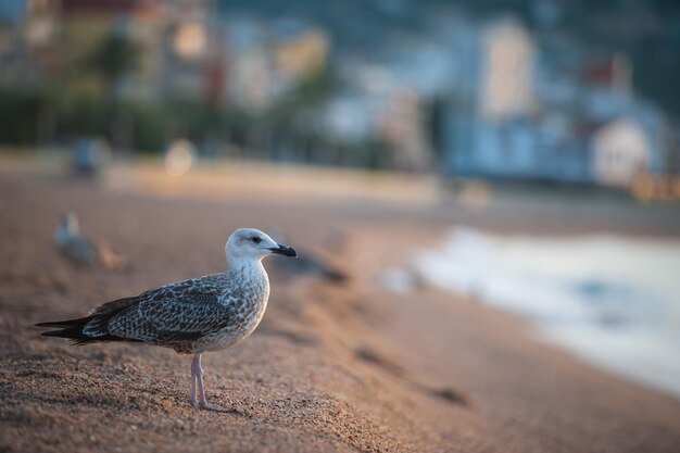 Uma gaivota senta-se à beira-mar em uma praia arenosa.