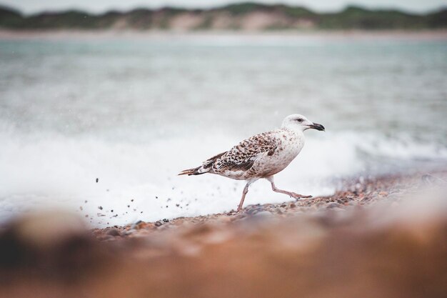 Uma gaivota sentada numa praia no norte da Dinamarca