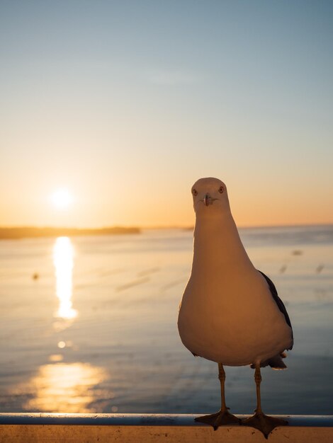 Foto uma gaivota sentada numa praia