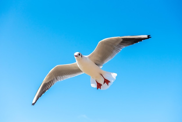 Uma gaivota sobrevoa em um dia de céu azul claro Gaivota em um fundo azul