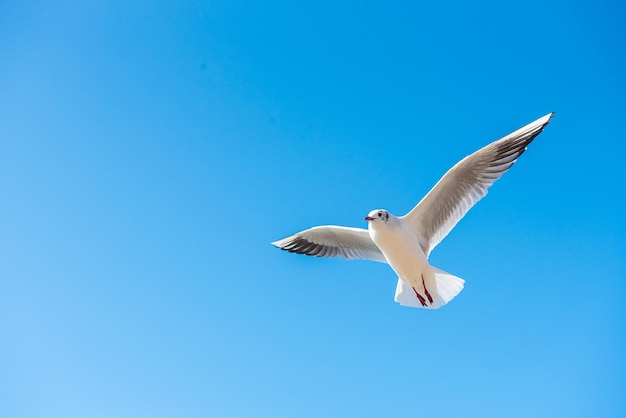 Uma gaivota sobrevoa em um dia de céu azul claro