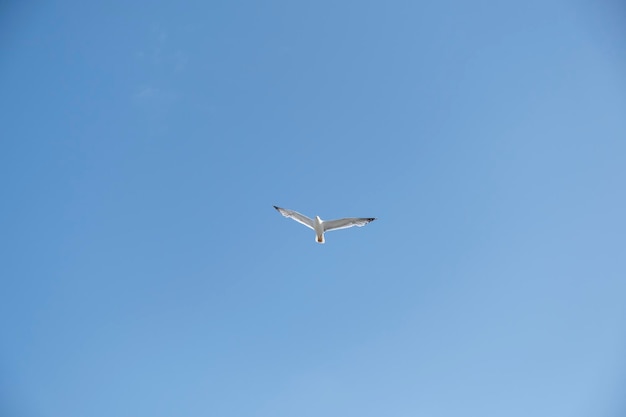 Uma gaivota solitária voa sobre o céu azul Gaivota caçando peixes sobre o mar
