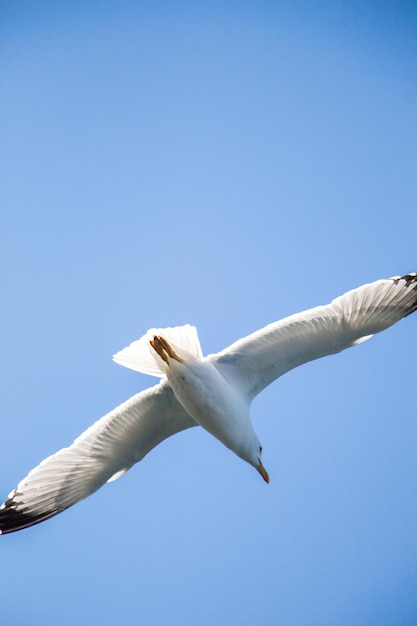 Uma gaivota sozinha a voar no céu