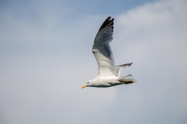 Uma gaivota sozinha a voar num céu nublado.