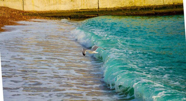 Uma gaivota voa sobre uma onda do mar.