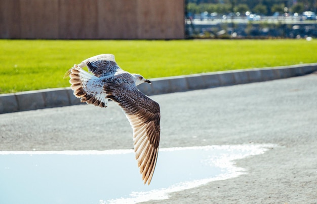 Uma gaivota voando no céu em vista