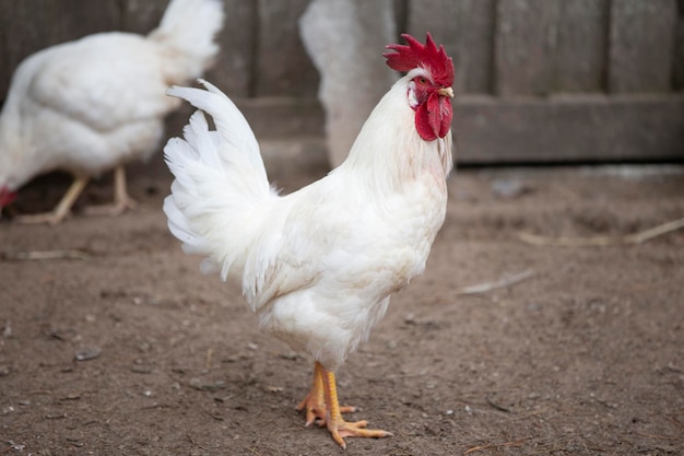 Uma galinha branca anda pelo quintal curtindo a vida