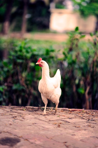 Uma galinha branca com um bico vermelho na cabeça
